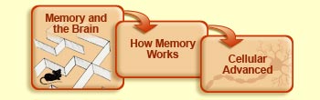 Memory and the brain