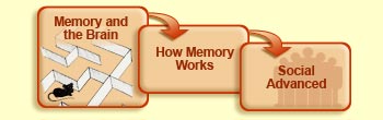 Memory and the brain