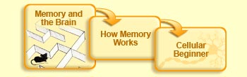 Memory and the brain