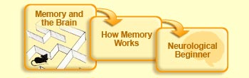 Memory and the brain