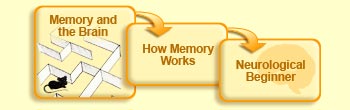 Memory and the brain