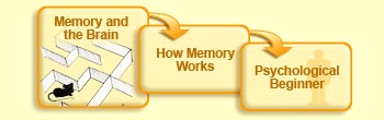 Memory and the brain