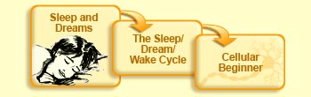 Sleep and dreams
