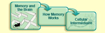 Memory and the brain