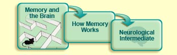 Memory and the brain