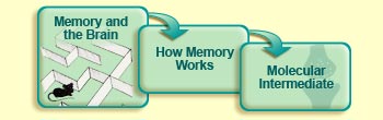 Memory and the brain